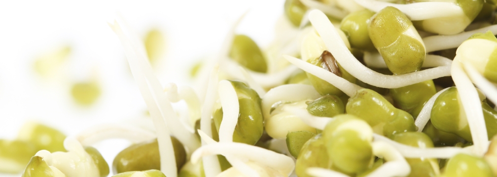 Sprouted Mung ‘Bread’ or Pancake Mix